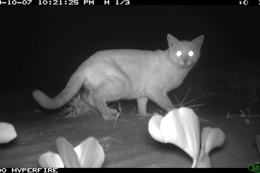 The last known remaining cat on West Island