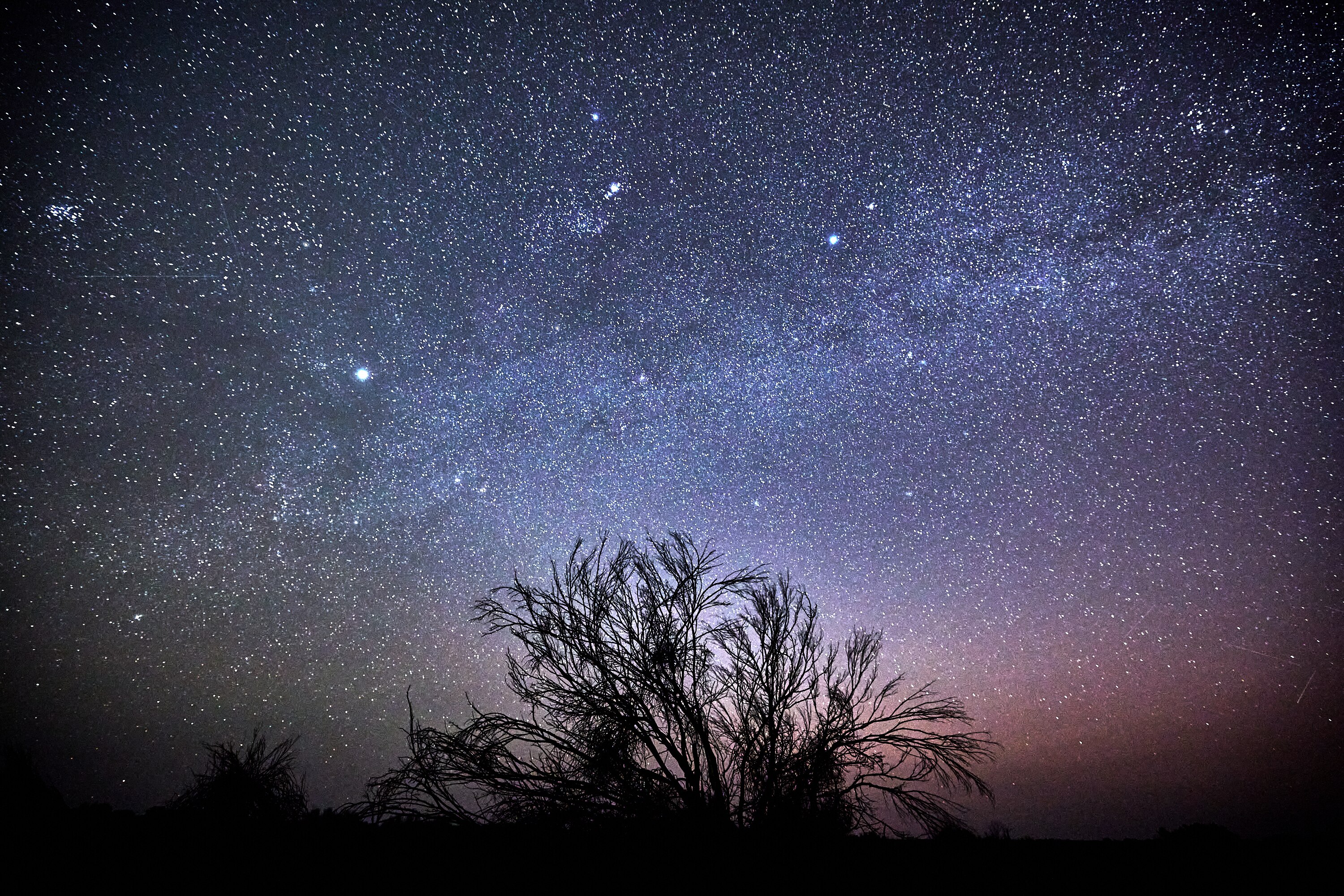 Stars in the sky at night with a silhouette of a tree.