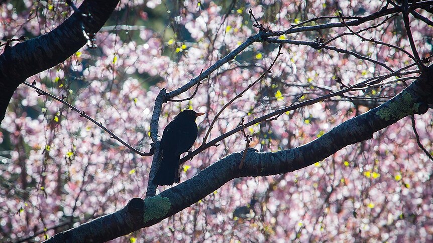 Bird and blossom