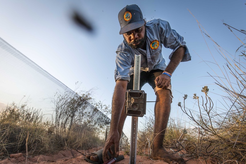 An Indigenous man wearing a ranger shirt and cap bends over a camera mounted on a steel post, surrounded by grasses.