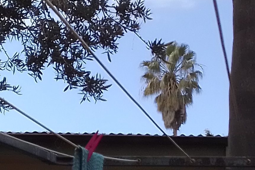  picture of a tall palm, taken from a neighouring backyard with a man in amongst the palm leaves
