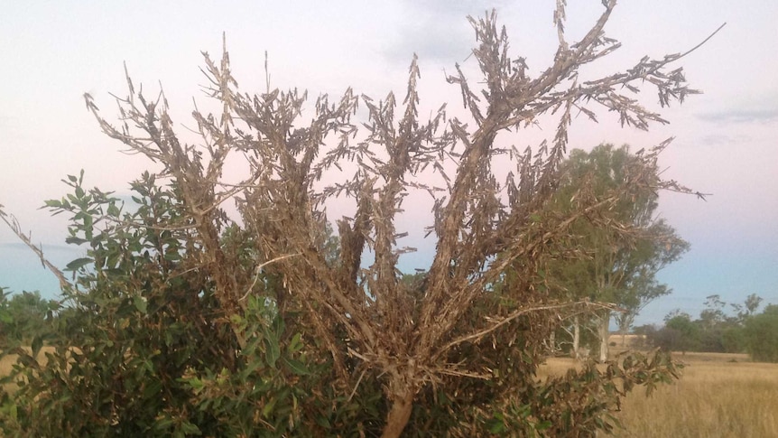 Plague locusts at a farm in central Queensland