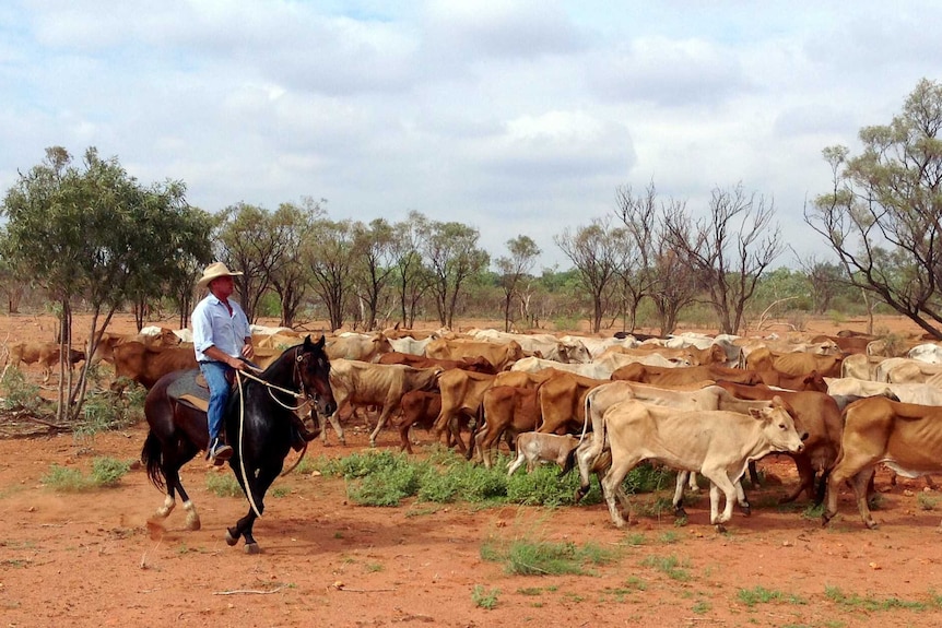 Marcus Curr moving cattle on Yelvertoft Station