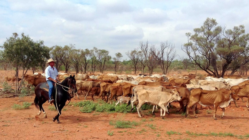 Marcus Curr moving cattle on Yelvertoft Station