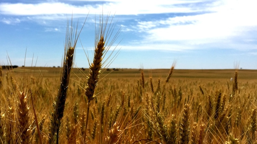 A wheatfield beneath a mostly clear sky.