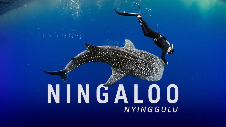 A diver swims underwater next to a whale shark, text reads 'Ninagaloo Nyinggulu'