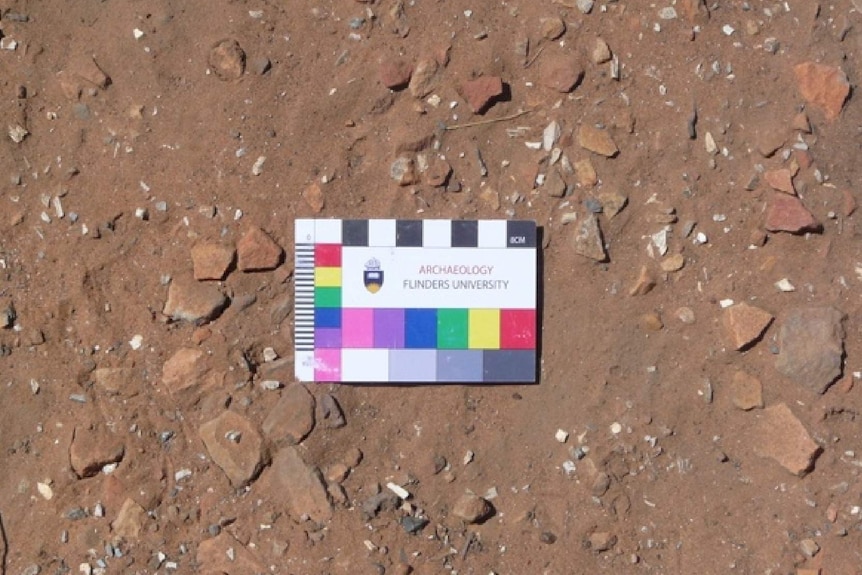 An image showing white bone fragments in the red clay and dirt at Sturt Creek.