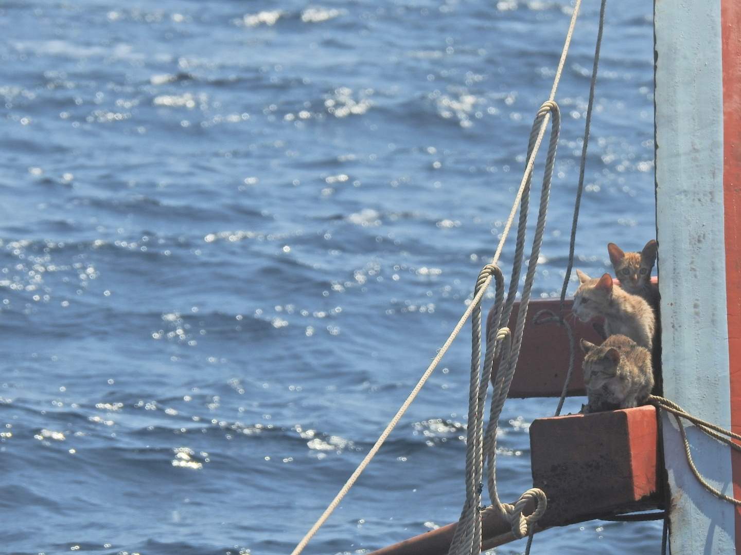 Three cats are seen sitting on a wooden beam of a sinking ship