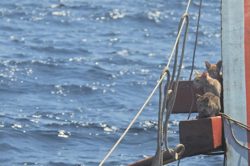 Three cats are seen sitting on a wooden beam of a sinking ship