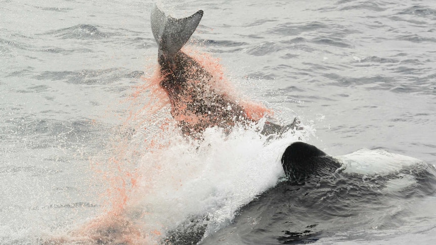 An orca upside down pushing a Cuvier's beaked whale with its belly in the ocean. The tale of the beaked whale is above the water