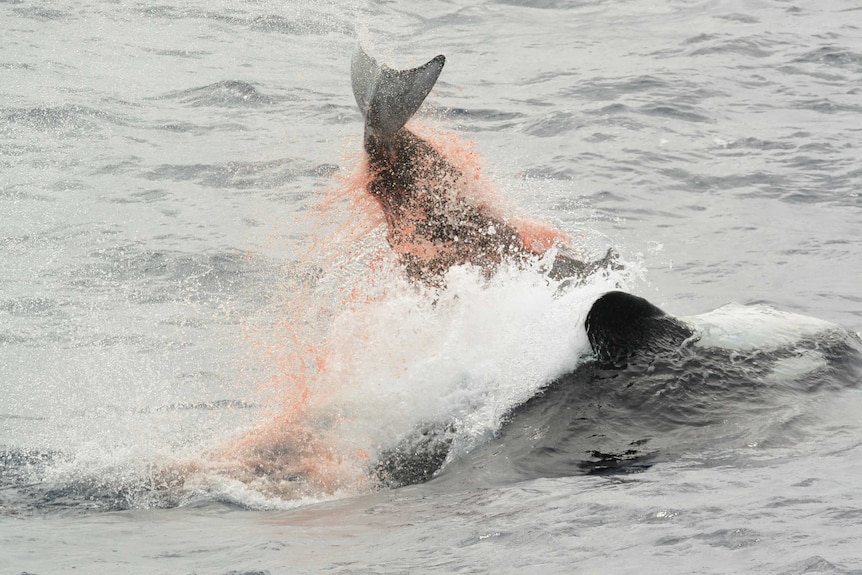 An orca upside down pushing a Cuvier's beaked whale with its belly in the ocean. The tale of the beaked whale is above the water