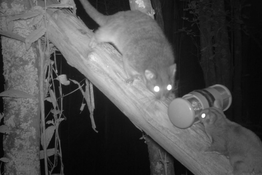 A black and white image of two possums on a tree branch at night.