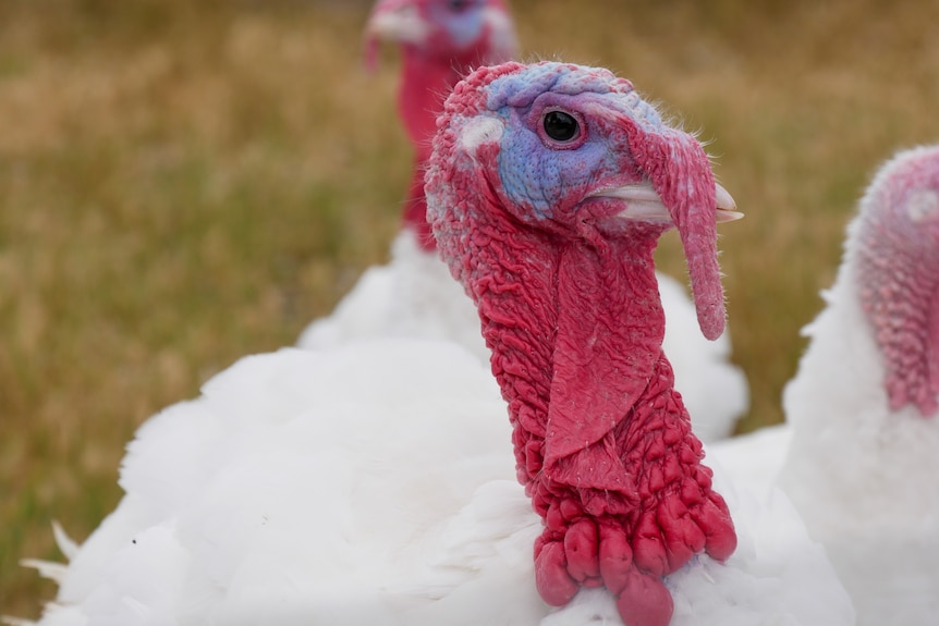 A turkey with a red neck and purple head with a large snood looks at the camera