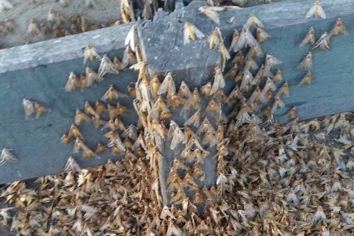Moths swarm on a post on a building in a street in Winton in western Queensland