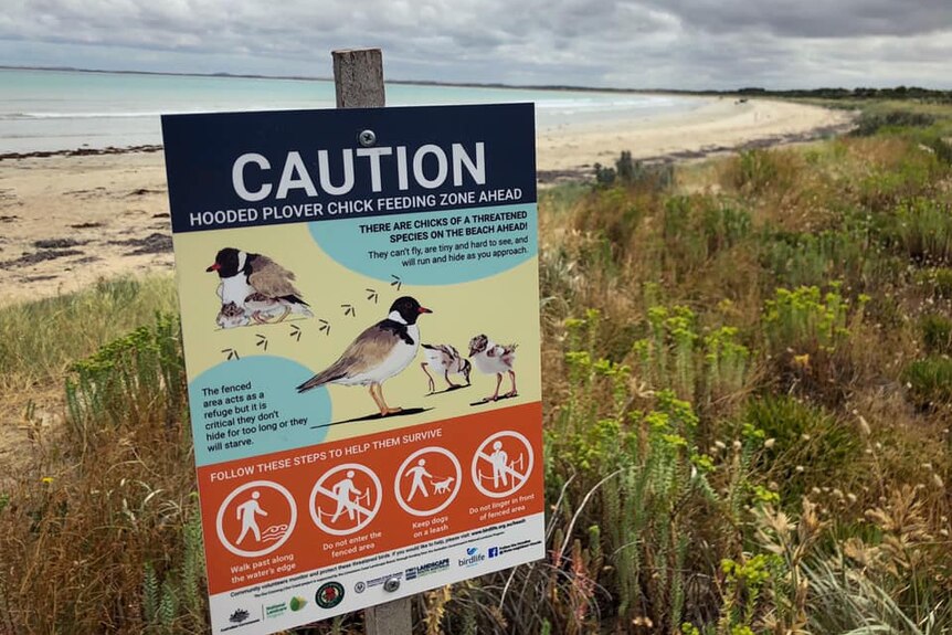 A sign warns of a "Hooded Plover chick feeding zone", with a sandy beach stretching into the distance in the background