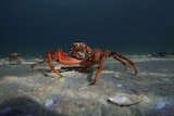 A giant spider crab on the bottom of Port Phillip Bay with others behind.