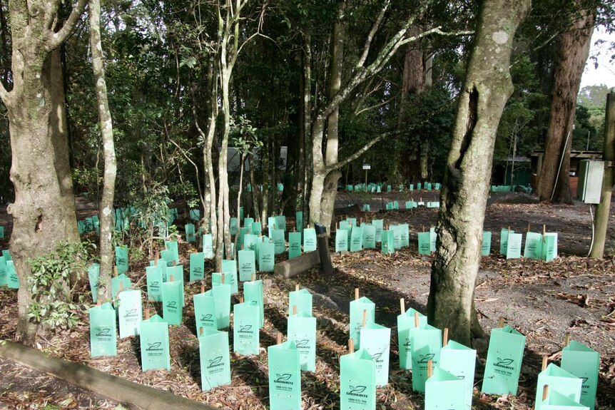 Dozens of newly plated trees.