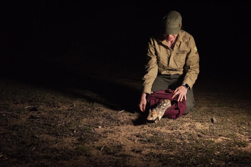 Scientist releasing a quoll at night at Mulligans Flat Woodland sanctuary