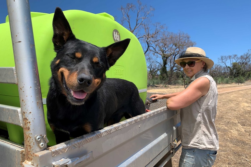 A dog on the back of a ute with its owner standing next to it.
