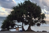 Man sits under a tree at the beach