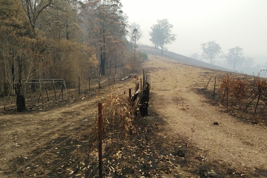 Burnt landscape, trees and fence. 