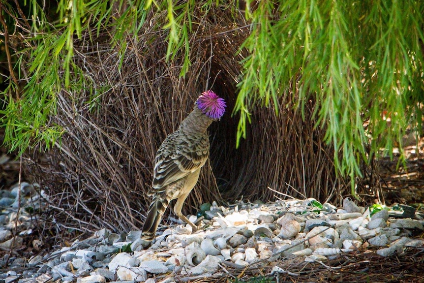 A great bowerbird with pink plumage on his head stands outside a bower of sticks, surrounded by silver shells and rocks.