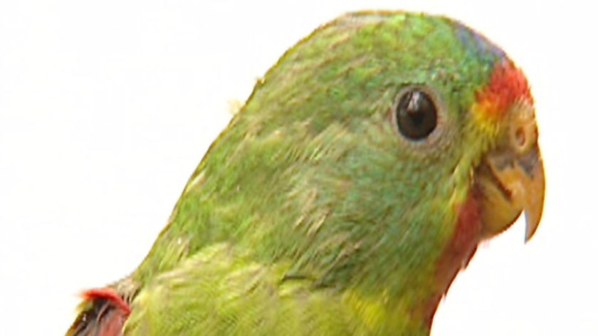 endangered swift parrot