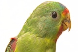 Endangered swift parrot