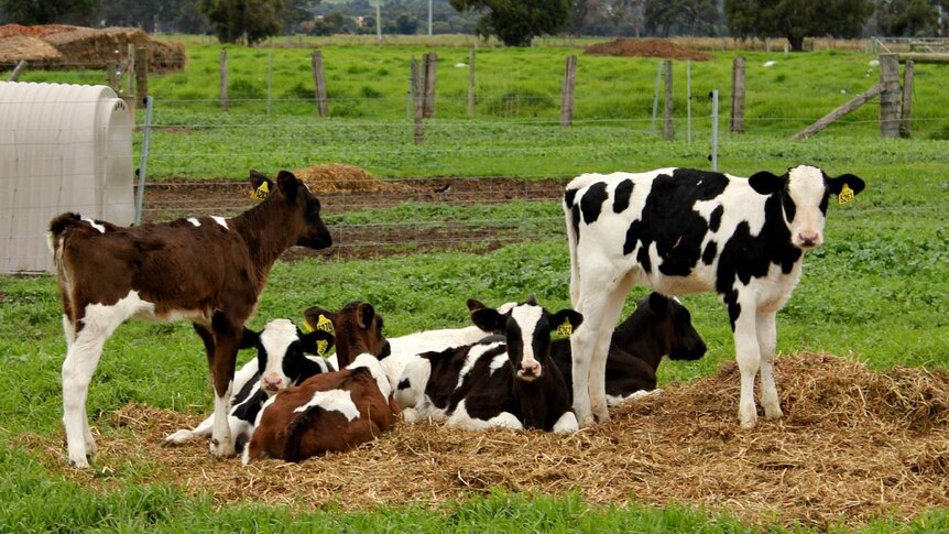 Calves in a green paddock
