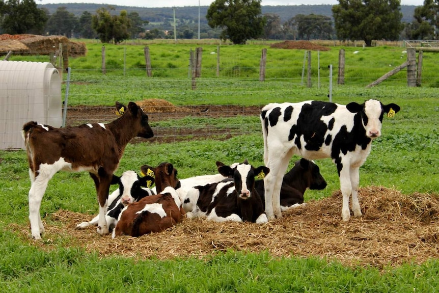 Calves in a green paddock
