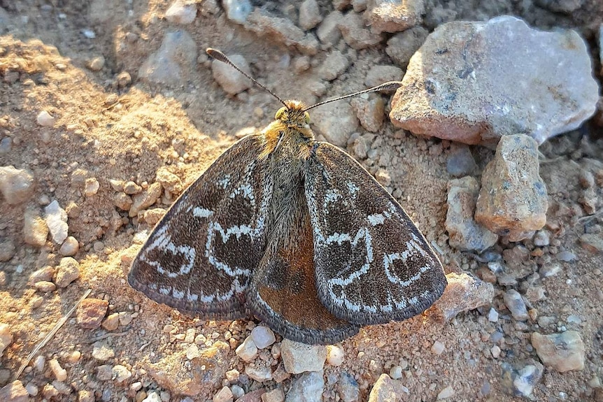 The Golden Sun Moth photographed from above while standing on rocks. Taken in December 2020 by Will Ford in Wangaratta.
