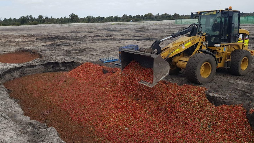 A front end loader dumps strawberries into a large pit.