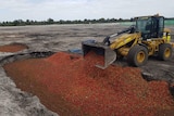 A front end loader dumps strawberries into a large pit.