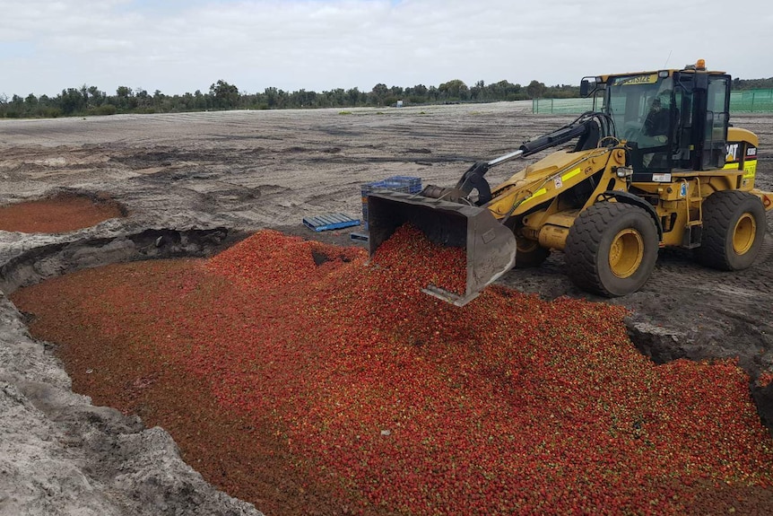 A front end loader dumps strawberries into a large pit.