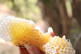 A close up of a hand holding a piece of honeycomb
