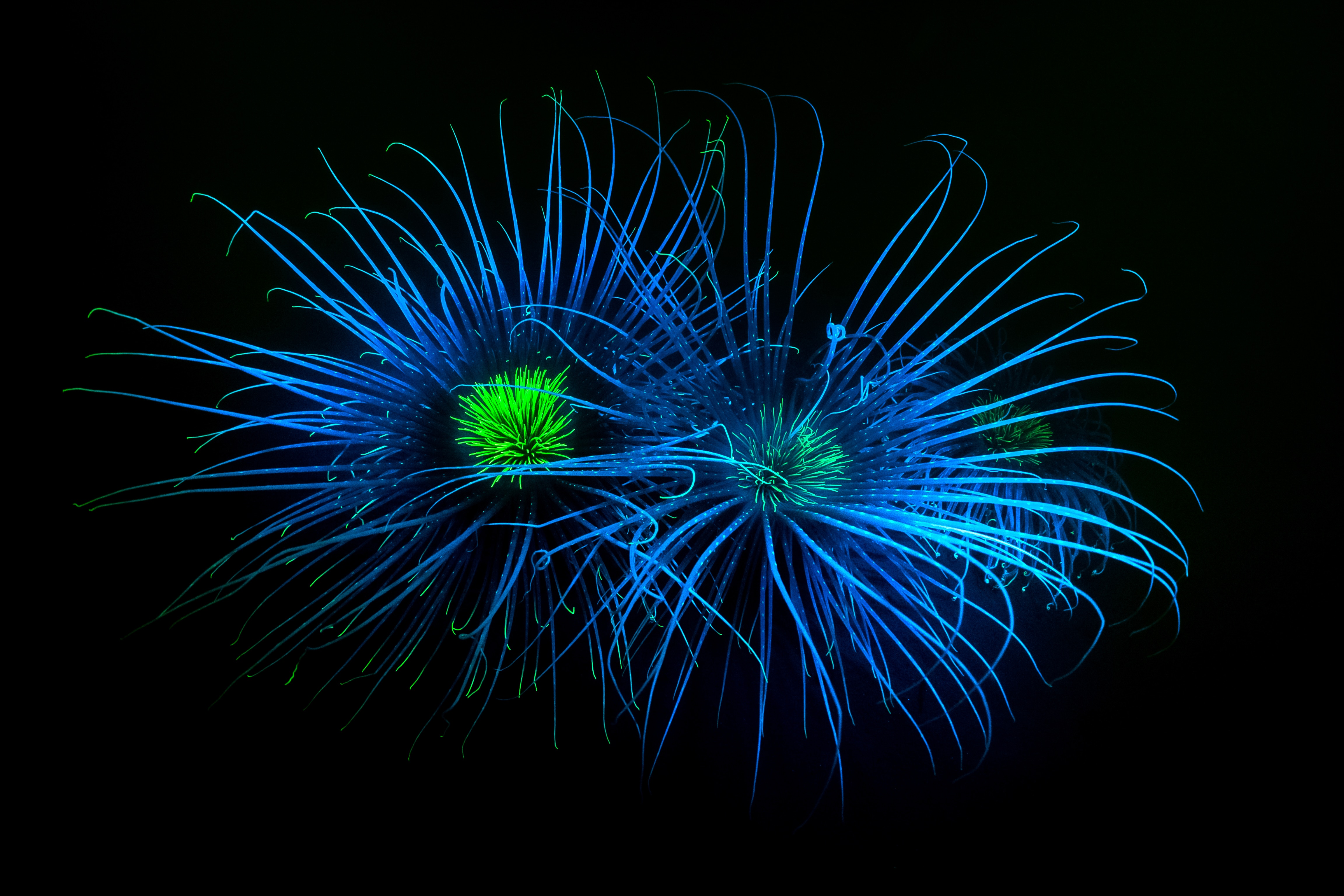 An image of  blue and green fireworks anemone against a black background