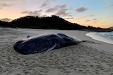 Dead spe.m whale on Flinders Island