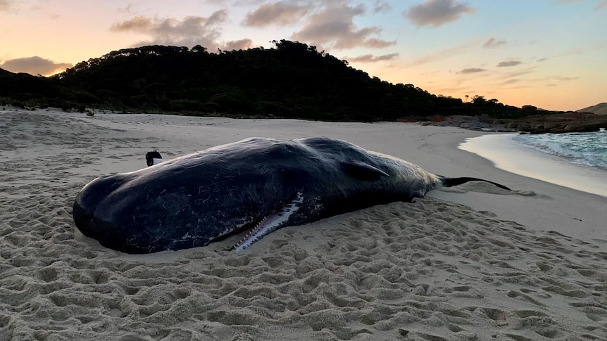 Dead spe.m whale on Flinders Island