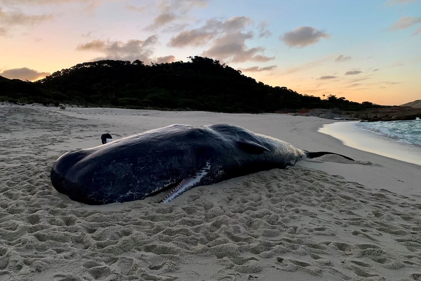 Dead spe.m whale on Flinders Island
