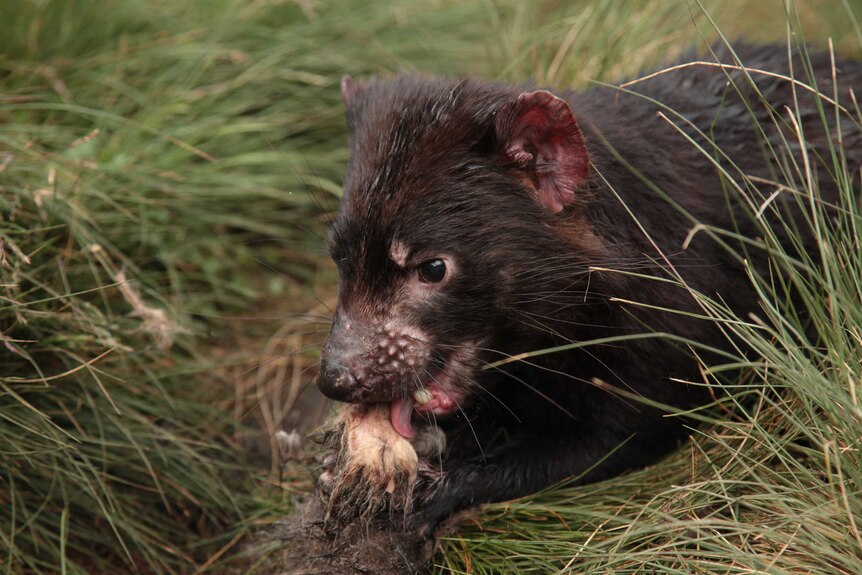 Tasmanian devil close up