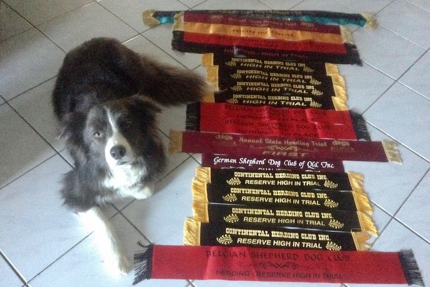 A smoky grey collie lying down next to a swag of ribbons.