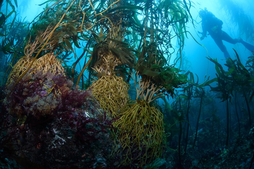 A scuba diver swimming near giant kelp growing from the sea floor