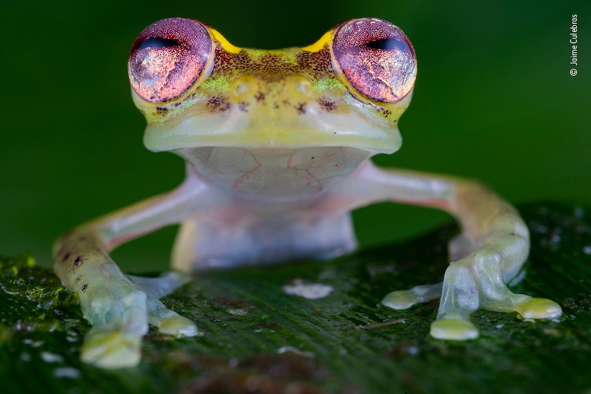 A green frog with ruby red eyes sitting on a leaf
