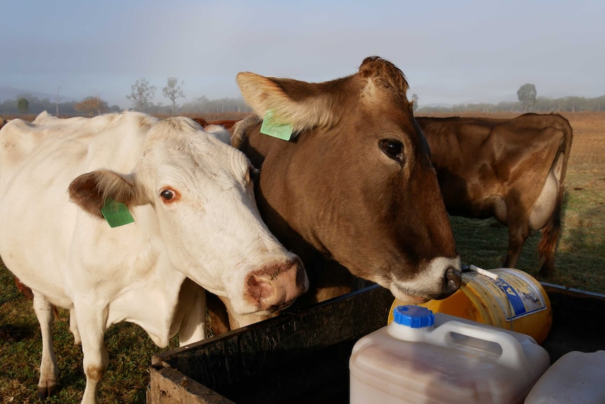 Two cows lick at bottles of feed on the back of a buggy.
