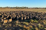sheep in a paddock at Boort