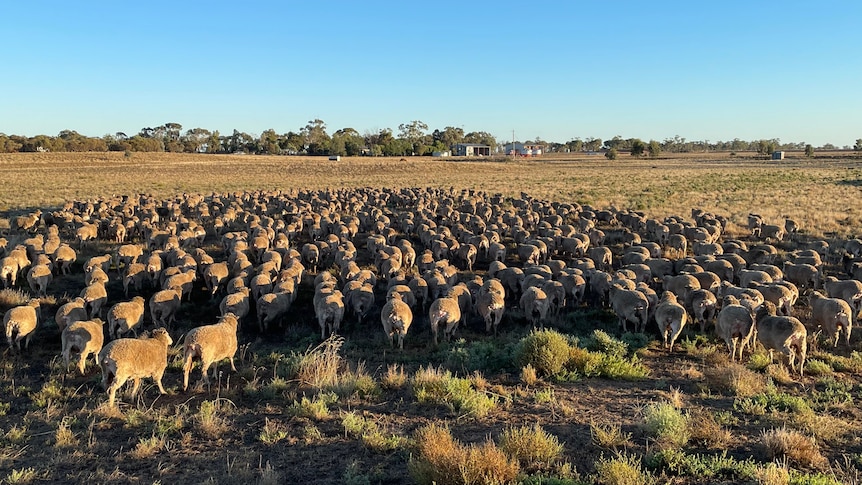 sheep in a paddock at Boort