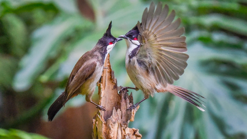 two red-whiskered bulbuls on a stump - facing each other one with wings outstretched