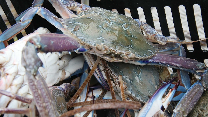 A close-up of a greeny-grey crab with blue and purple legs.