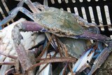A close-up of a greeny-grey crab with blue and purple legs.