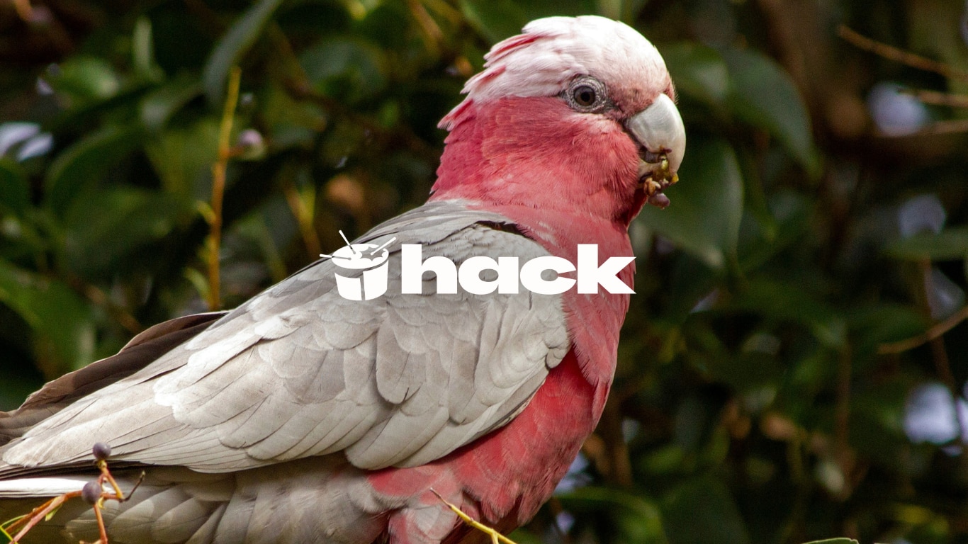 DEEP DIVE: Galah or gronk? Here's why your answer matters